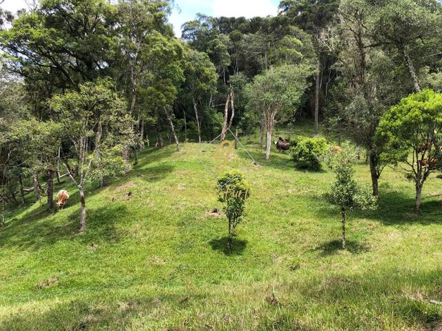 Chácara para Venda em Bom Retiro - 5