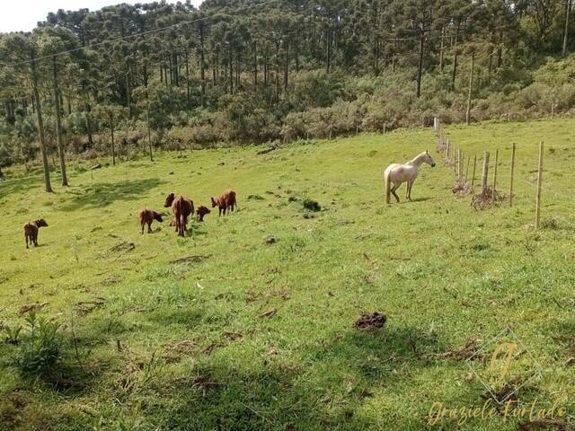 #269 - Chácara para Venda em Rio Rufino - SC - 1