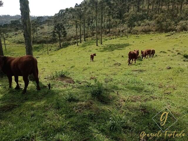 #269 - Chácara para Venda em Rio Rufino - SC - 3