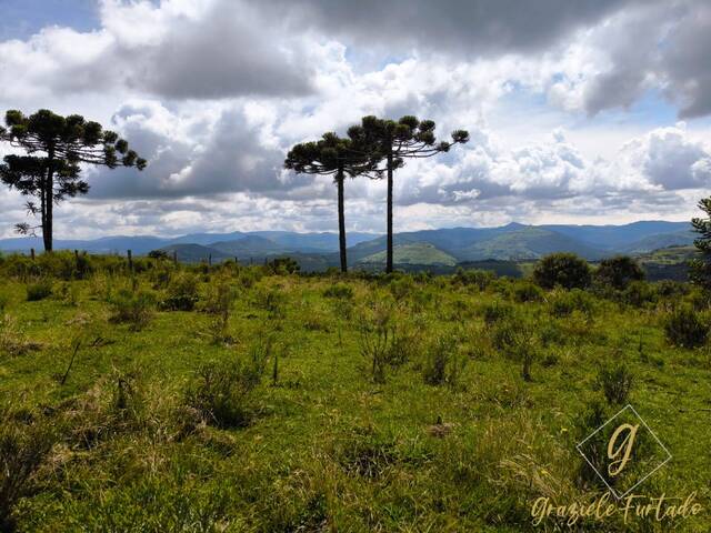 #329 - Chácara para Venda em São Joaquim - SC - 1