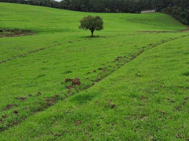 #351 - Chácara para Venda em Bom Retiro - SC - 1