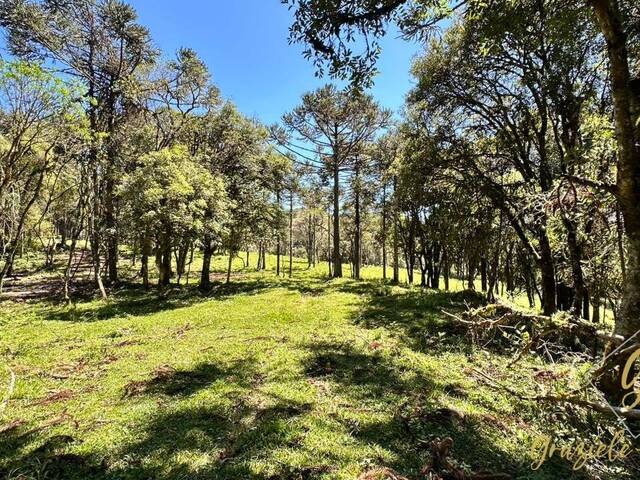 #355 - Chácara para Venda em Urubici - SC - 3