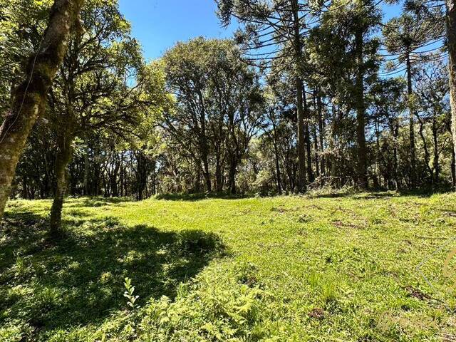 #355 - Chácara para Venda em Urubici - SC - 1